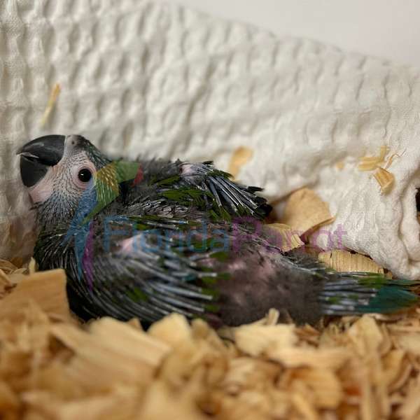 singing-severe-macaw-for-sale