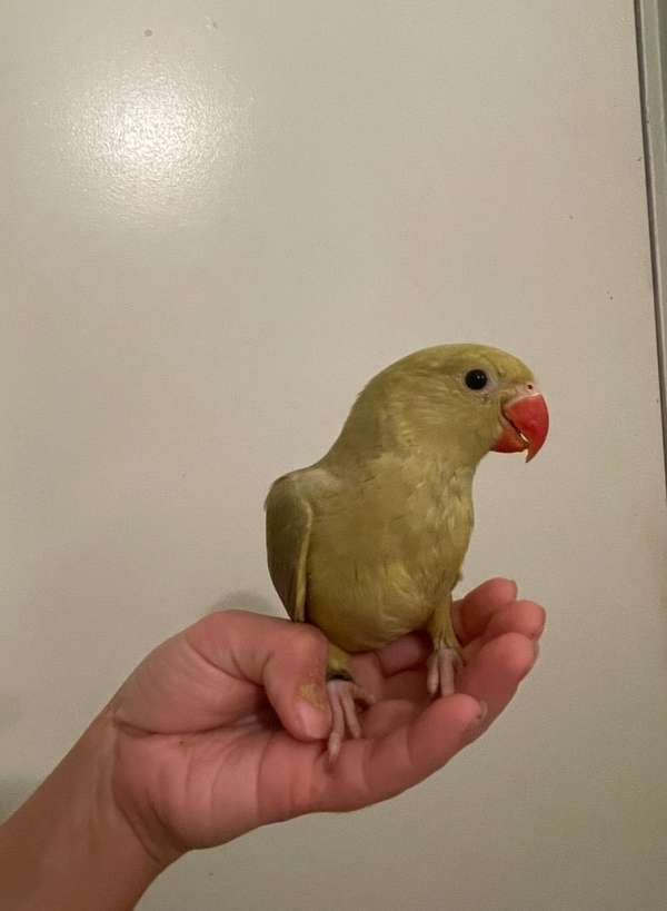 cinnamon-green-bird-for-sale-in-phoenix-az