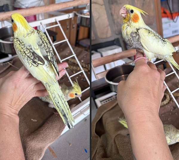 baby-bird-for-sale-in-bladenboro-nc