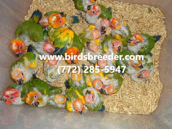sun-conure-for-sale