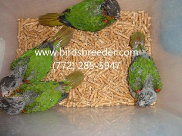pied-bird-for-sale-in-bronson-fl