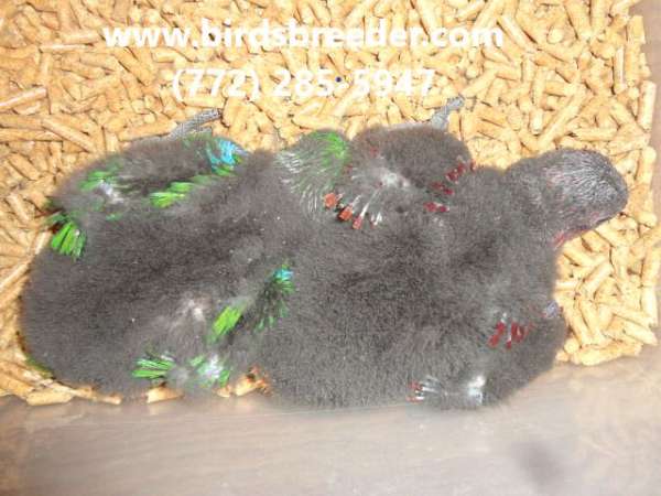 vosmaeri-eclectus-parrots-for-sale