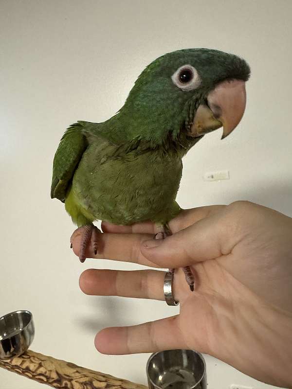 blue-crown-conure-for-sale-in-trafford-pa