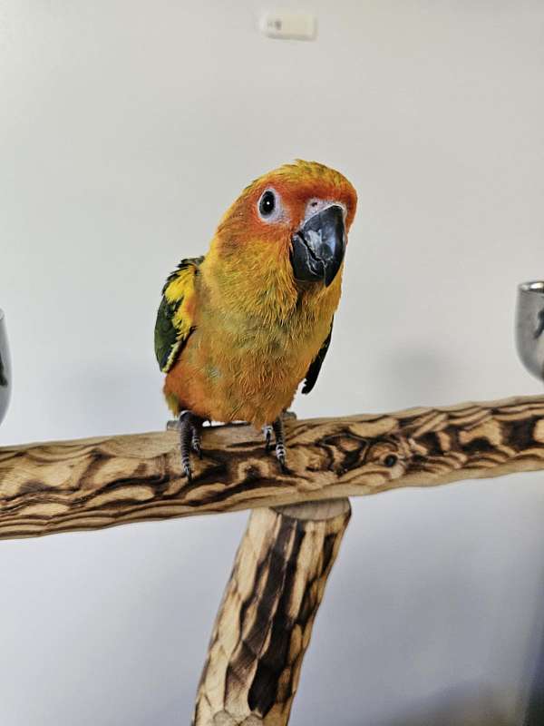 sun-conure-for-sale-in-trafford-pa