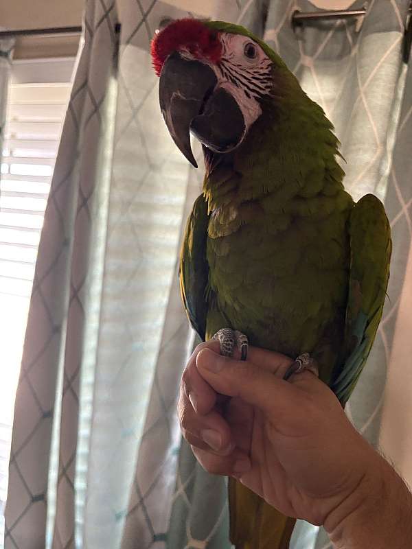 macaw-for-sale-in-avondale-az