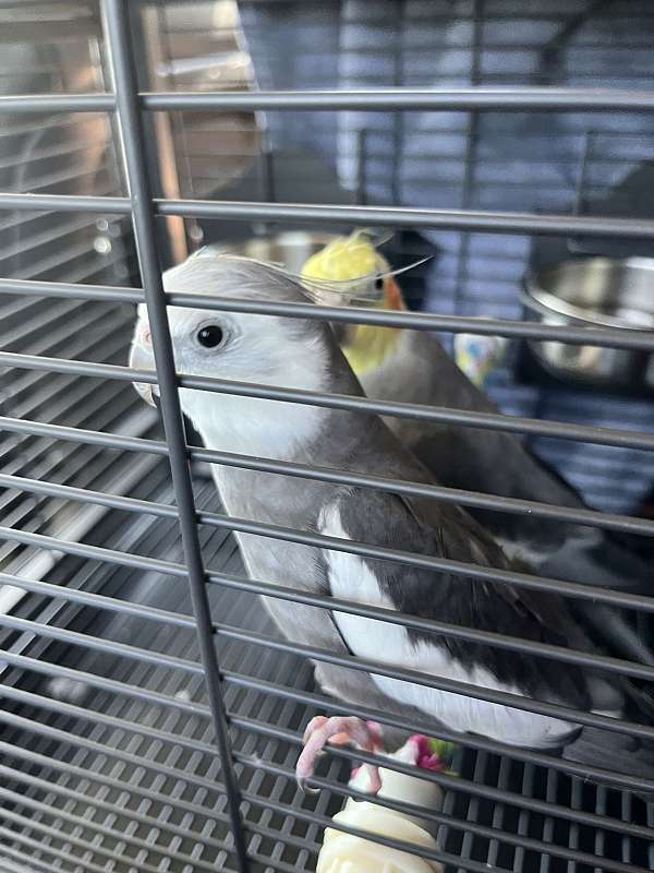 cockatiel-for-sale
