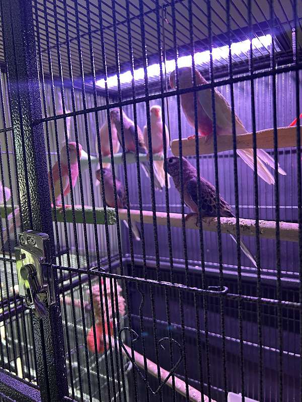 parakeet-for-sale-in-camby-in
