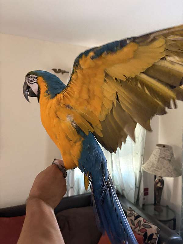 blue-gold-macaw-for-sale-in-avondale-az