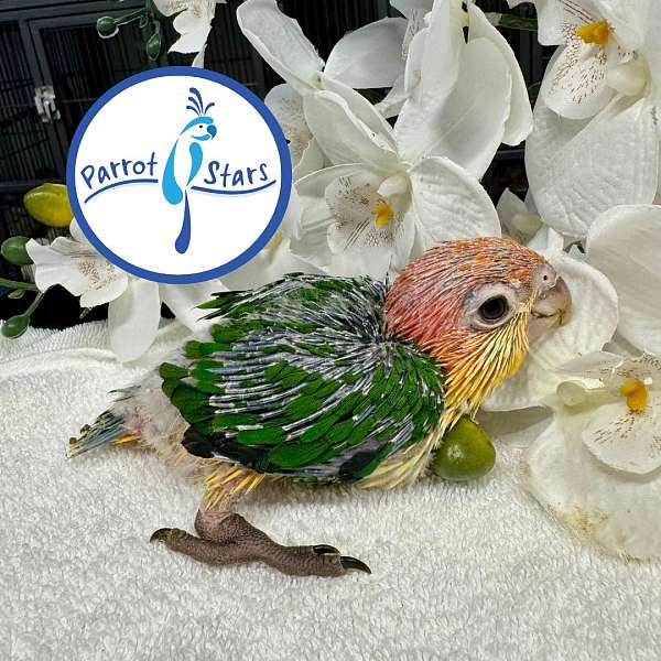 white-bellied-caique-for-sale