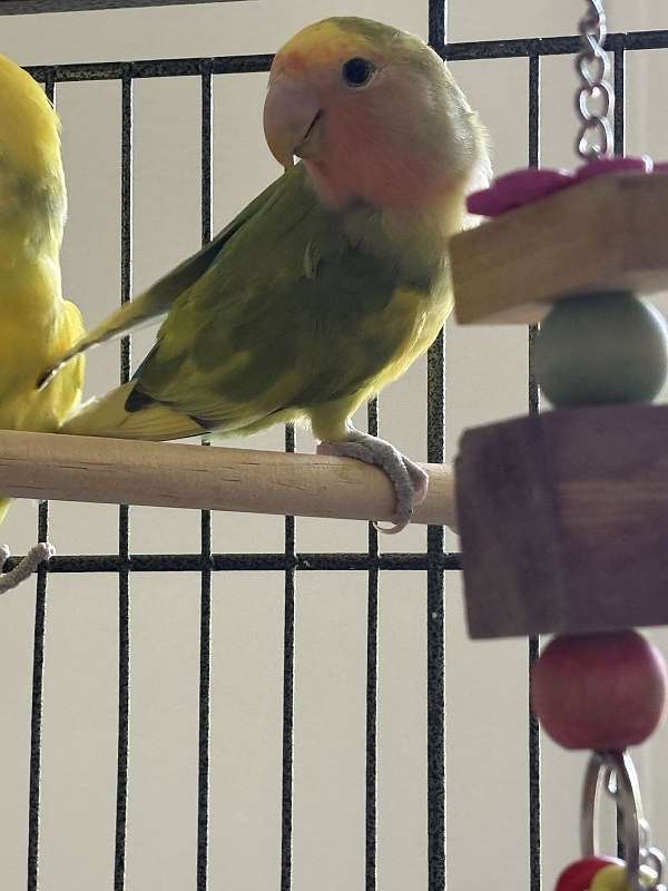 blue-bird-for-sale-in-modesto-ca