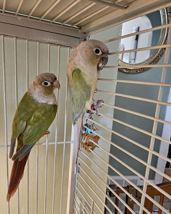 green-cheek-conure-for-sale-in-ashtabula-oh