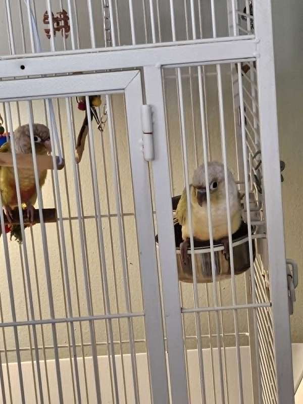 blue-pineapple-bird-for-sale-in-ashtabula-oh