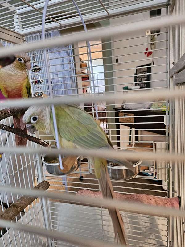 medium-blue-pineapple-bird-for-sale