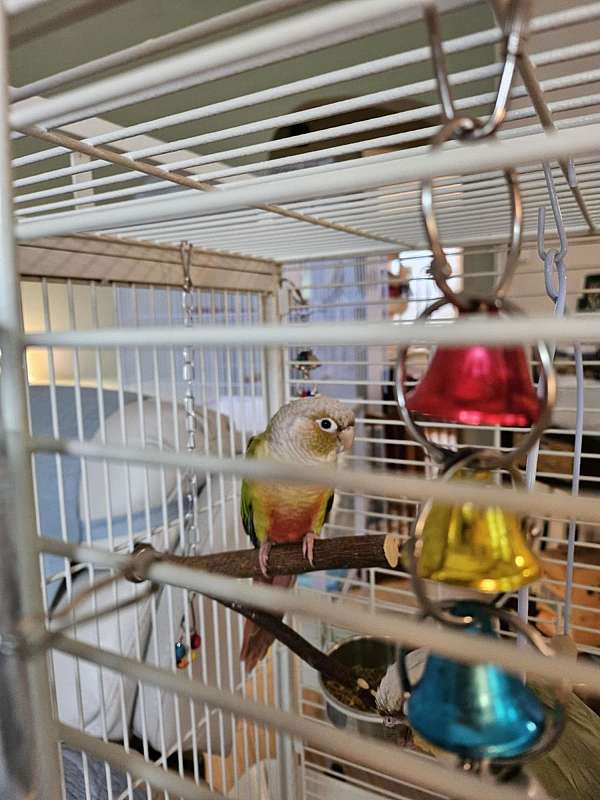 blue-pineapple-fancy-bird-for-sale