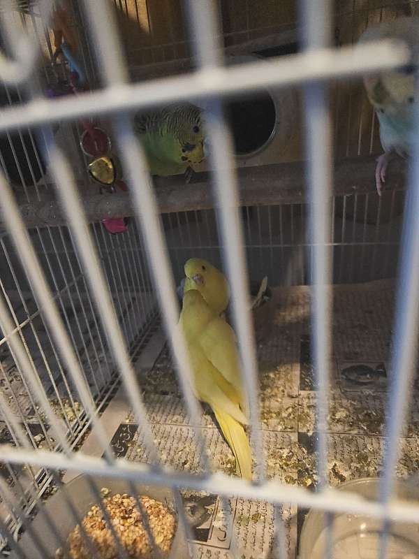 orange-bird-for-sale-in-flushing-ny