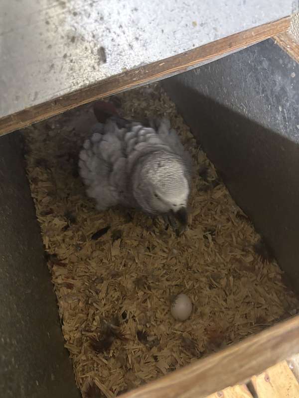 bird-parrot-eggs-for-sale-in-deerfield-beach-fl