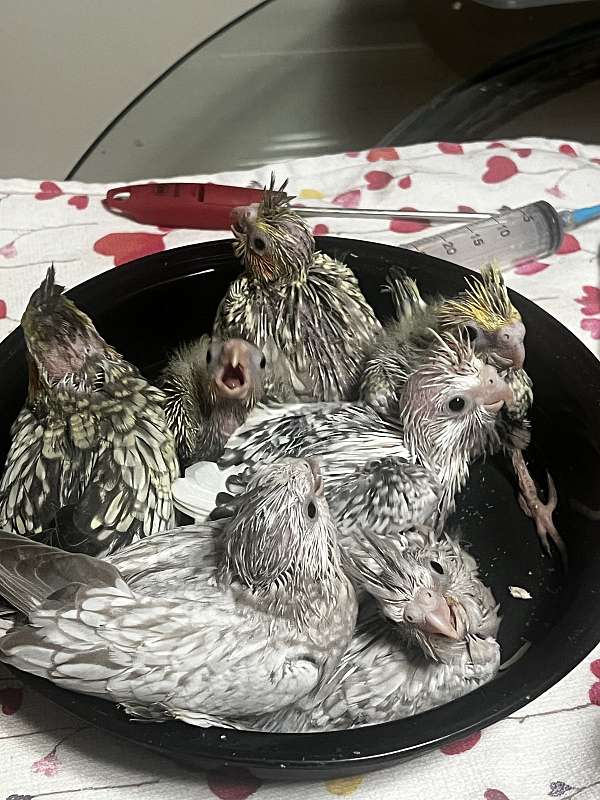 cinnamon-pearl-bird-for-sale-in-maryland