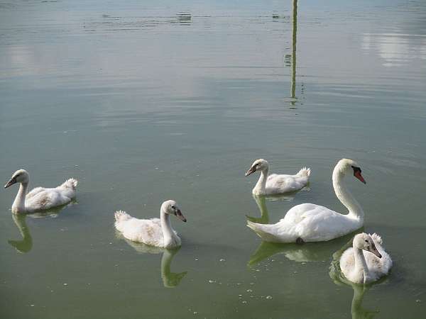 swan-for-sale