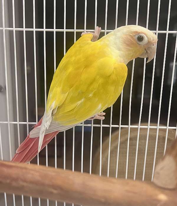 peach-conure-green-cheek-conure-for-sale