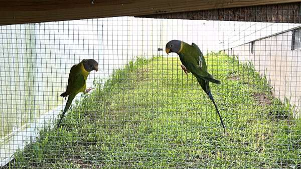 plum-head-parakeet-for-sale-in-milford-de