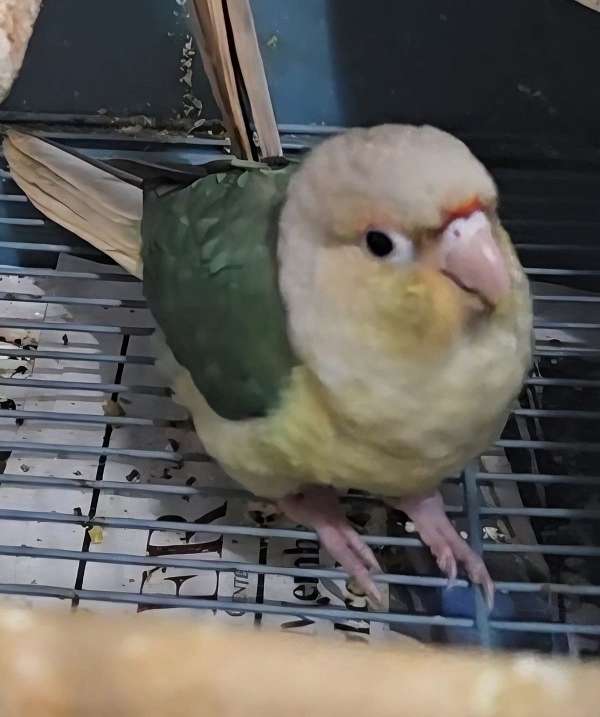 pineapple-bird-for-sale-in-south-ozone-park-ny