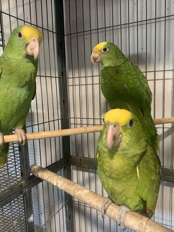 double-yellow-head-amazon-parrot-for-sale-in-bakersfield-ca