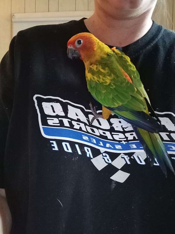 conure-sun-conure-for-sale-in-danville-pa