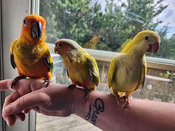 conure-for-sale