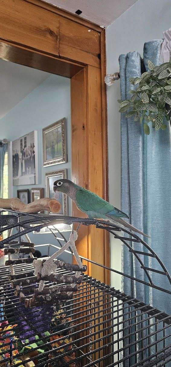 green-cheek-conure-for-sale