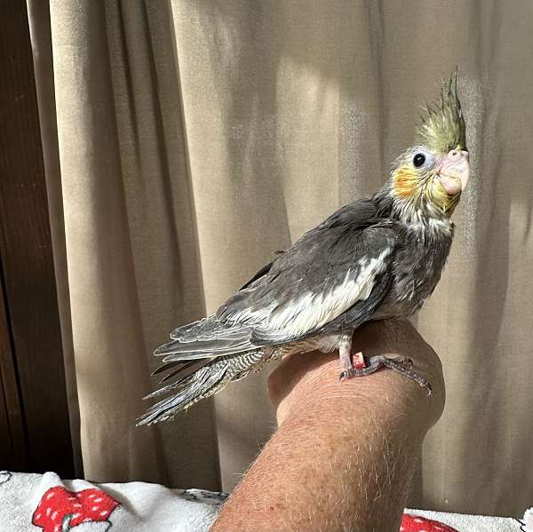 cockatiel-for-sale-in-mcconnelsville-oh