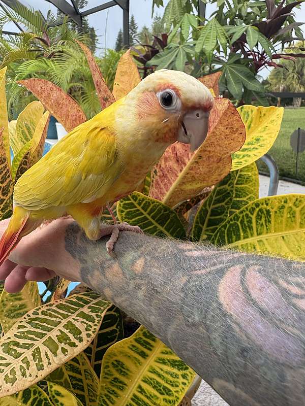 green-cheek-conure-for-sale-in-port-charlotte-fl