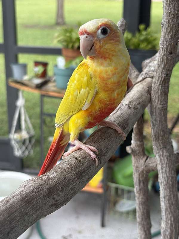 opaline-bird-for-sale-in-port-charlotte-fl