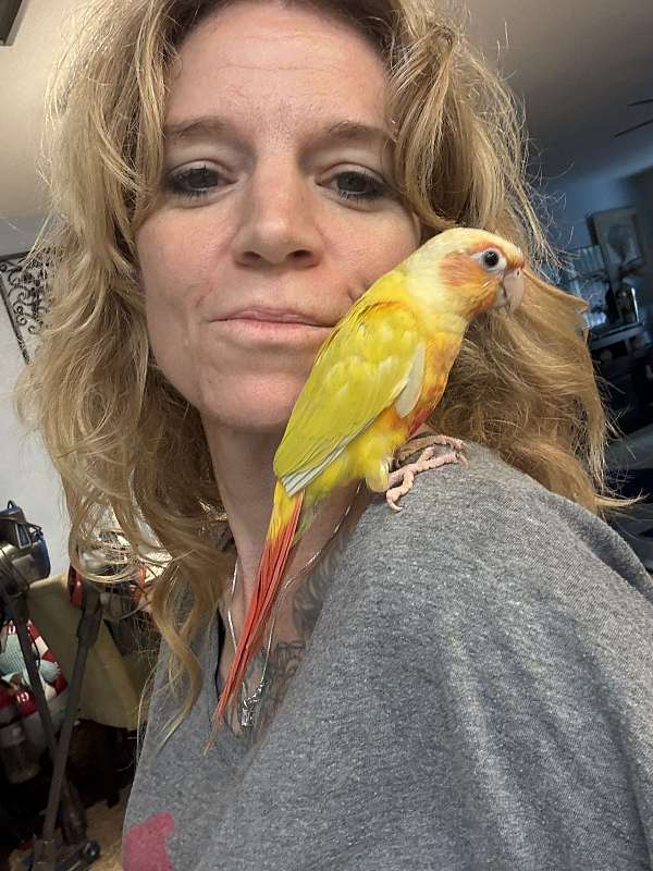 talking-bird-for-sale-in-port-charlotte-fl