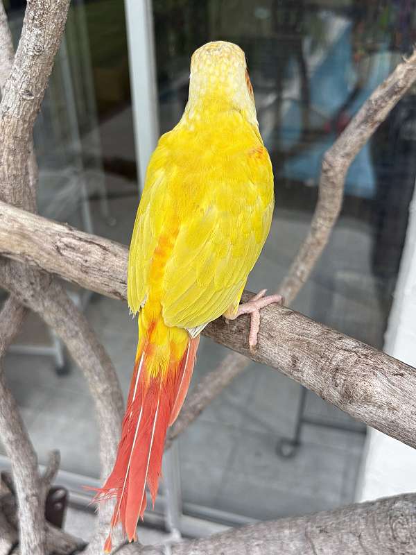 green-cheek-conure-for-sale