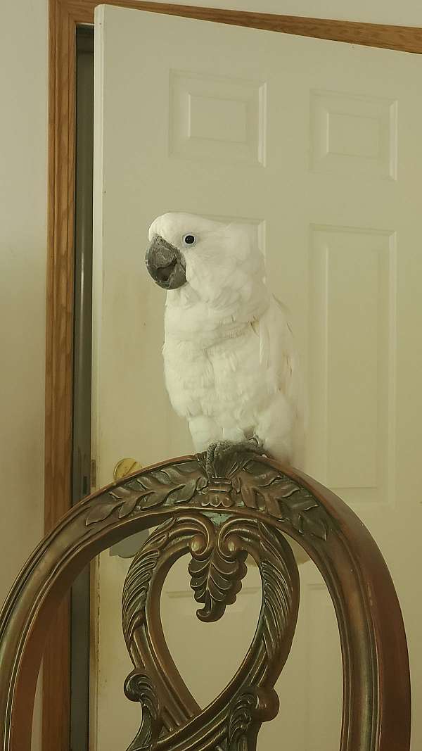 cockatoo-umbrella-cockatoo-for-sale-in-clarksburg-md