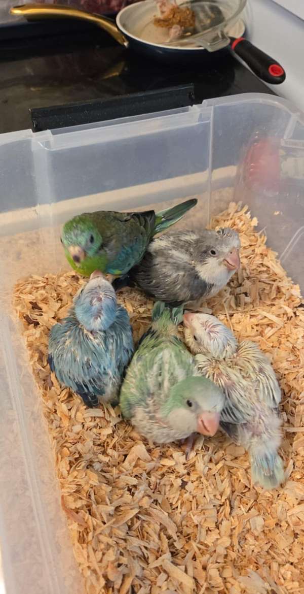 blue-bird-for-sale-in-horseshoe-beach-fl