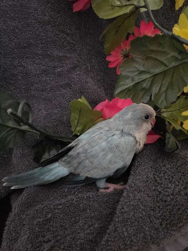 parakeet-for-sale