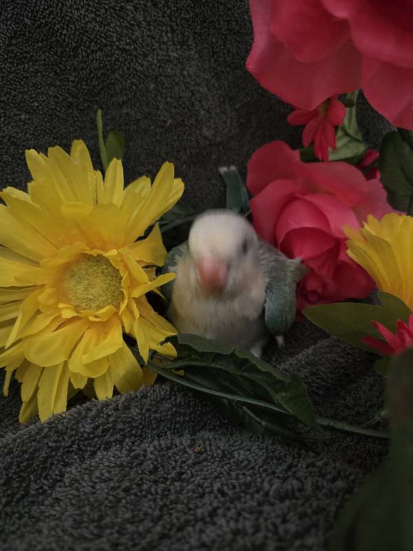 baby-bird