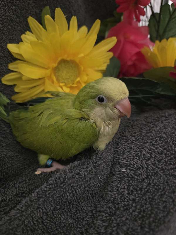 baby-parakeet-for-sale