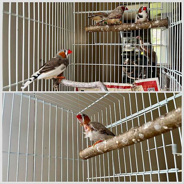 fawn-pied-zebra-finch-for-sale
