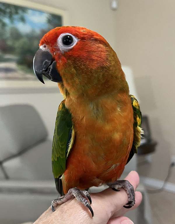 large-bird-for-sale-in-fort-meade-fl