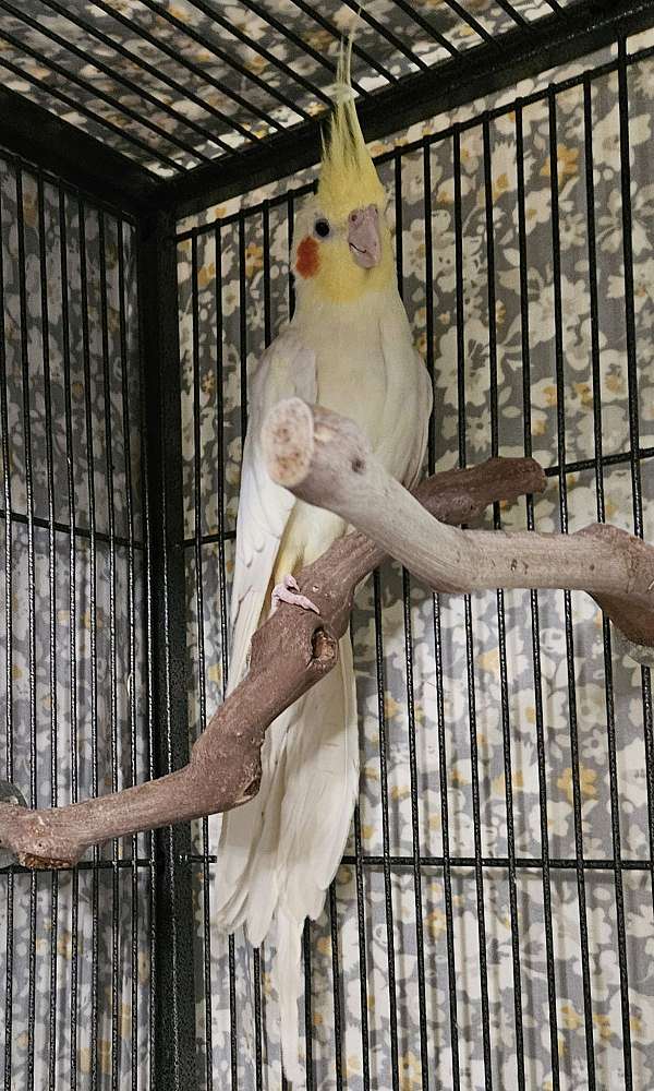 cockatiel-for-sale-in-glassboro-nj