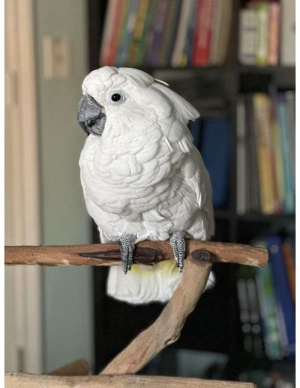umbrella-cockatoo-for-sale