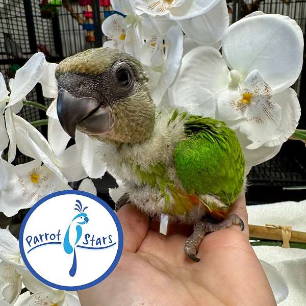 senegal-poicephalus-parrots-for-sale