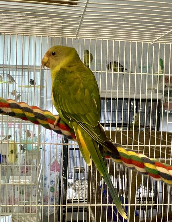 plum-head-parakeet-for-sale-in-zuni-va