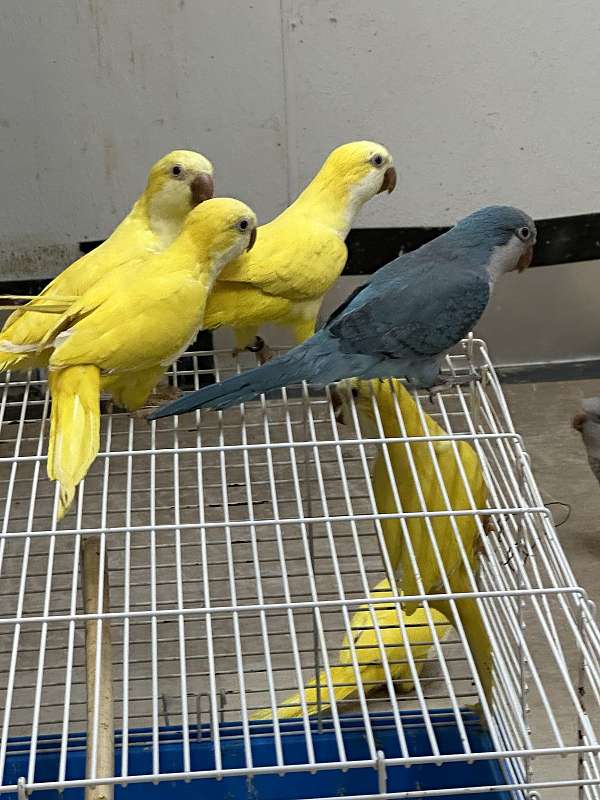 blue-green-bird-for-sale-in-oklahoma-city-ok