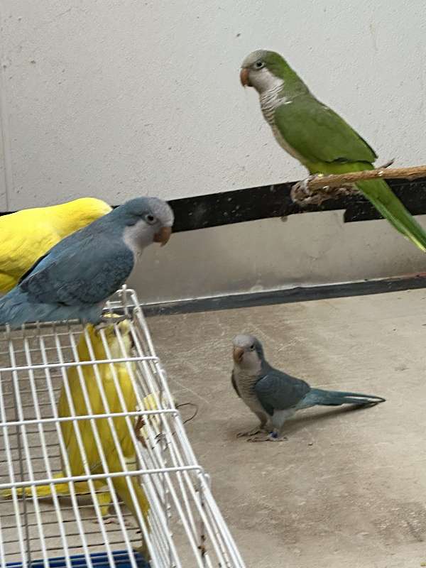 bird-parrot-eggs-in-oklahoma-city-ok