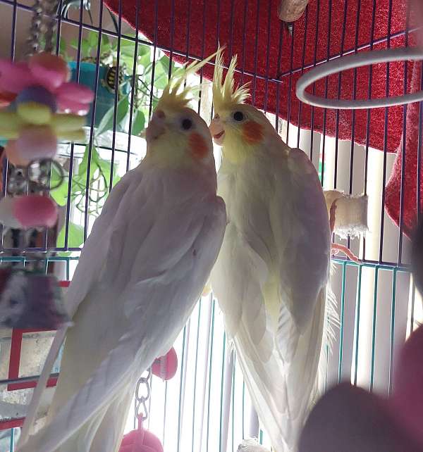bonded-pair-bird-for-sale-in-plainville-ma