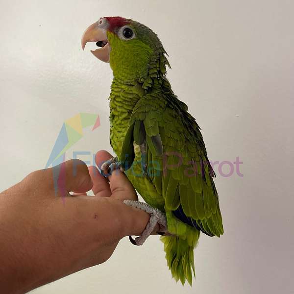 lilac-crown-amazon-parrot-for-sale-in-miami-fl