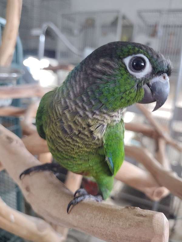 green-cheek-conure-for-sale-in-shepherdsville-ky